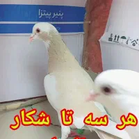 سه تا کفتر شکار روز|پرنده|گنبد کاووس, |دیوار