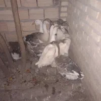 فروش غاز|حیوانات مزرعه|گرگان, |دیوار