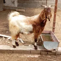 کهره نر پازن درجه یک