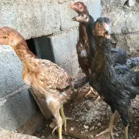 لاری ۳/۵ ماهه