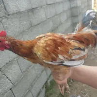 خروس تزئینی (ژاپنی)|پرنده|سیاهکل, |دیوار