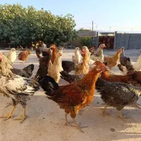 فروش جوجه خروس ومرغ محلی|حیوانات مزرعه|مرودشت, قانون|دیوار