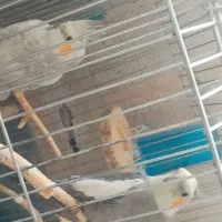 گمشده