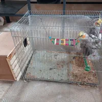 عروس هلندی شیطون تخم گذار|پرنده|طسوج, |دیوار