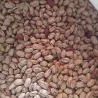 کوبیا چیتی 70روزه برداشت