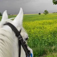 آموزش سوارکاری، طبیعت گردی با اسب، خرید و فروش