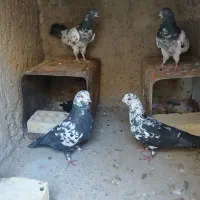 ۱۲ جفت کفتر پرشی دونسته