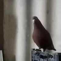 کبوتر جفتگاه