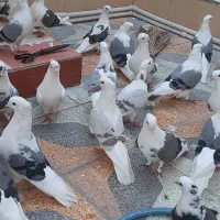 فروش کبوتر