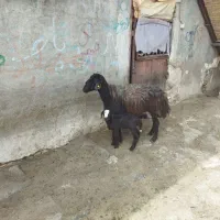 میش افشاری جوان بره‌‌نر