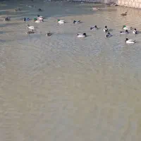 اردک پروازی|حیوانات مزرعه|رشت, پورسینا|دیوار