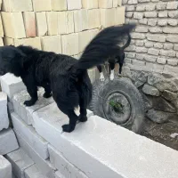 فروش سگ نر و ماده پاکوتاه|سگ|مشهد, نوید|دیوار