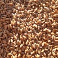 گندم خارجی فرانسوی باسیلو