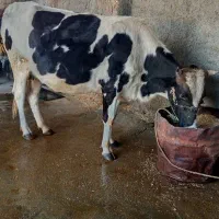 گاو|حیوانات مزرعه|دره شهر, |دیوار