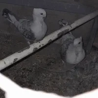 کبوتر پر و زینتی طاووسی