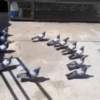 کبوتر پر قدیمی