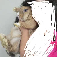 خرگوش لوپ هلندی