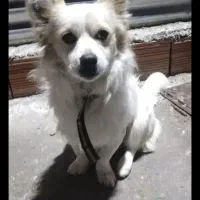 تاروپودم نفسم از خونه بیرون رفته دیگه نفسی نیست