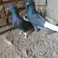 کفتر،نرماده آس|پرنده|تربتحیدریه, بی بی حسنیه|دیوار