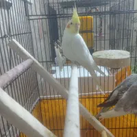 عروس جوجه لوتینو