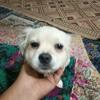 توله اشپیتز ماده|سگ|نسیم‌شهر, |دیوار