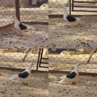 پشت گراف ماده|پرنده|رادکان, |دیوار