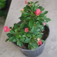گل های اپارتمانی فردوس. مرجان. سانس کرواتی.|گل و گیاه طبیعی|قم, علی آباد سعدگان|دیوار