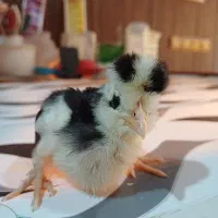 جوجه۲۵روزه