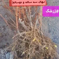 بزرگترین مجموعه تولیدی نهال زرشک وعناب.درخت