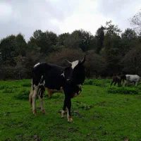 گاو دورگ محلی|حیوانات مزرعه|امامزاده عبدالله, |دیوار