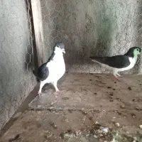 کفتر