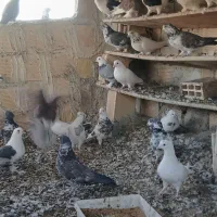 کبوتر پرشی وتزئینی