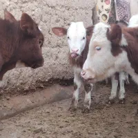 گوساله سیمینتال قرمز