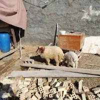 گاو و گوساله و بره