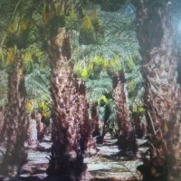 درخت گرازی و خوشه بری