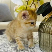 گربه بریتیش نر