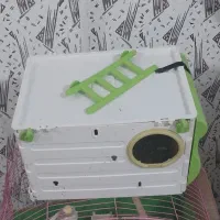 عروس هلندی ۴تا|پرنده|محمدیه-قزوین, |دیوار