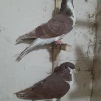 ساده|پرنده|شیروان (خراسان), |دیوار