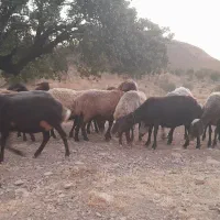 گوسفند|حیوانات مزرعه|کوهدشت, |دیوار