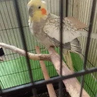 پرنده|پرنده|پاکدشت, پاکدشت (مامازند)|دیوار