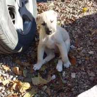 واگذاری طوله سگ محلی نگهبانی و گله