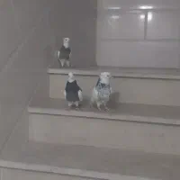 طوقی|پرنده|قیدار, |دیوار