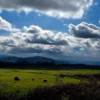 نیروی خدمات کار