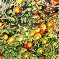 زمین جهت کشت گوجه و برنج