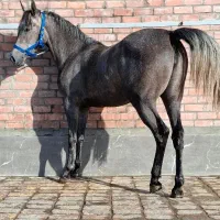 پانسیون و خدمات نگهداری اسب|اسب و تجهیزات اسبسواری|رفسنجان, |دیوار