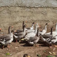 دسته غاز محلی ۱۵ تایی