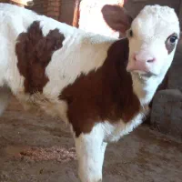 گوساله سمینتال و هلشتاین|حیوانات مزرعه|سرخنکلاته, |دیوار