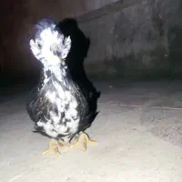 جوجه مرغ و خروس گلین|حیوانات مزرعه|شیراز, شهرک مدرس|دیوار