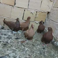 کفتر پنج عدد سرخ و زرد کرمونی قلدور همه چیز تموم|پرنده|تربت‌حیدریه, رضاشهر|دیوار