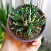 گل آگلونما، زاموفیلیا ، خاک و کود مخصوص رشد|گل و گیاه طبیعی|یزد, |دیوار